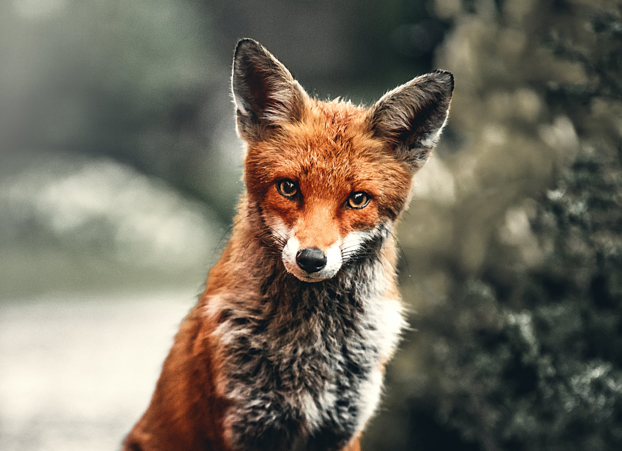 red fox-CREDIT_alex-andrews