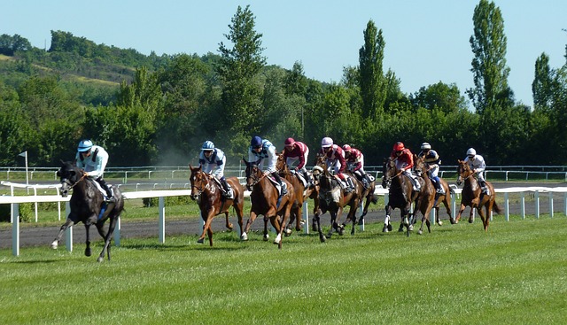 Horse racing photo