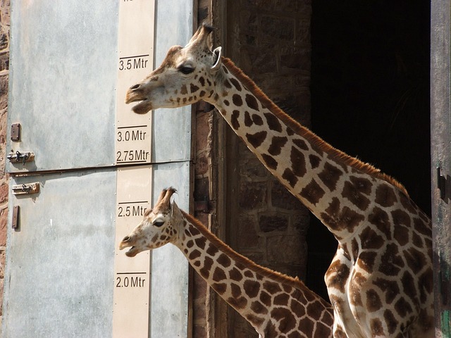 Chester Zoo photo