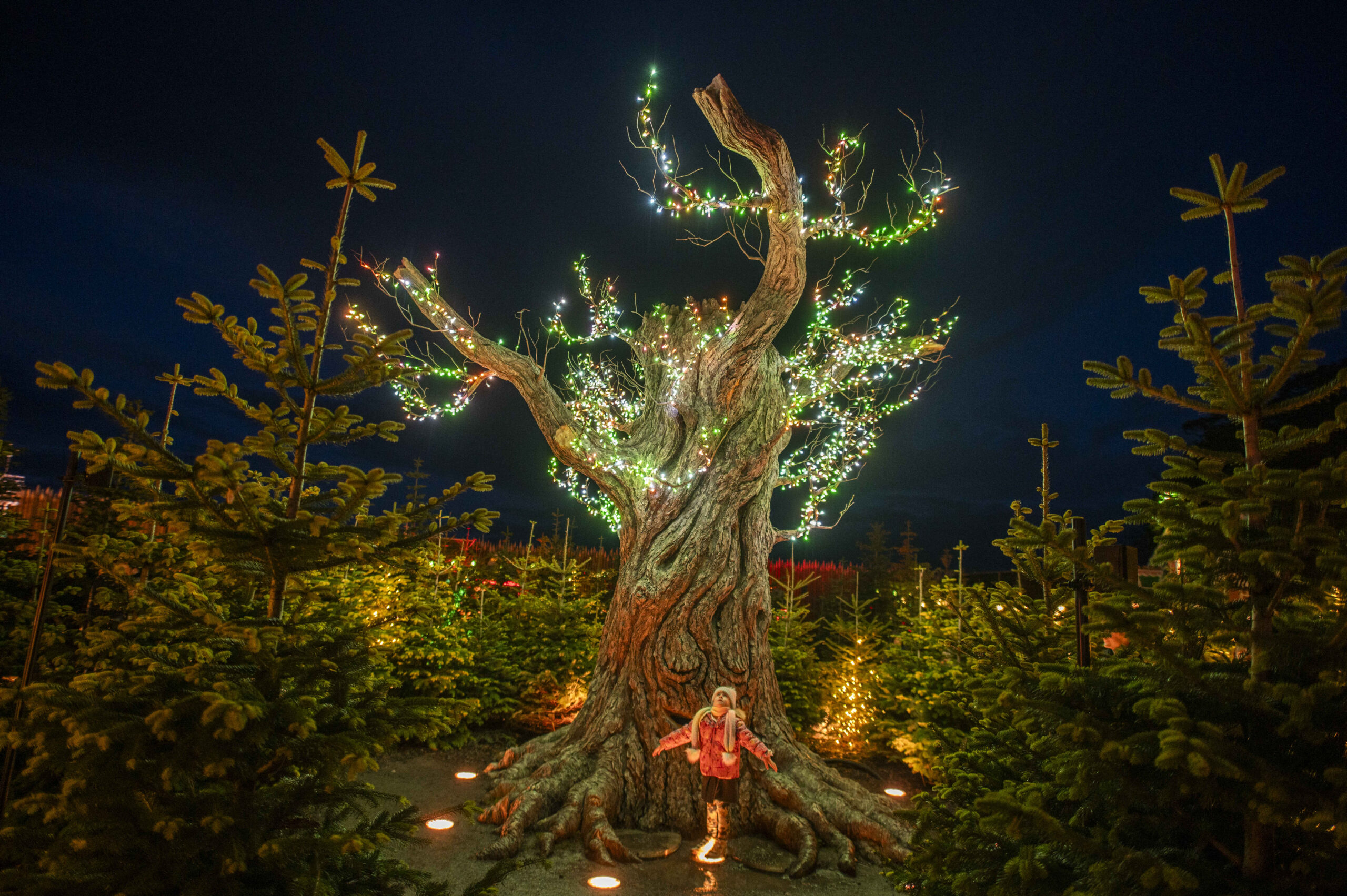 The-Alnwick-Gardens-sell-out-Winter-Light-Trail